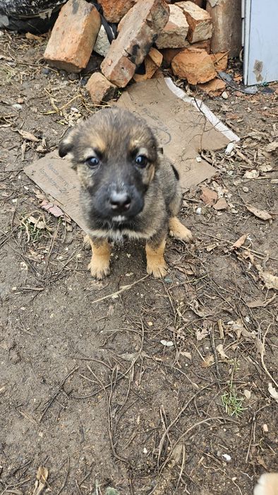 Очаровательные щенят ищут дом