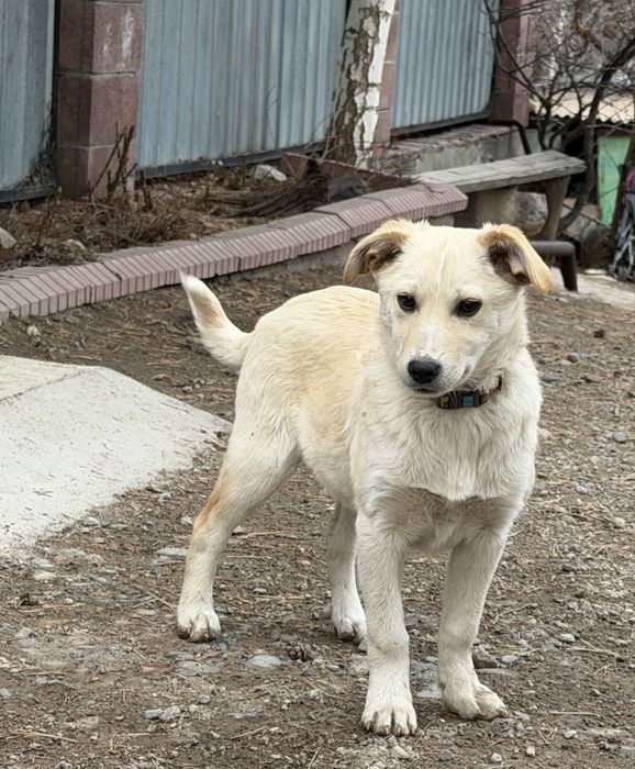 Щенки в добрые руки