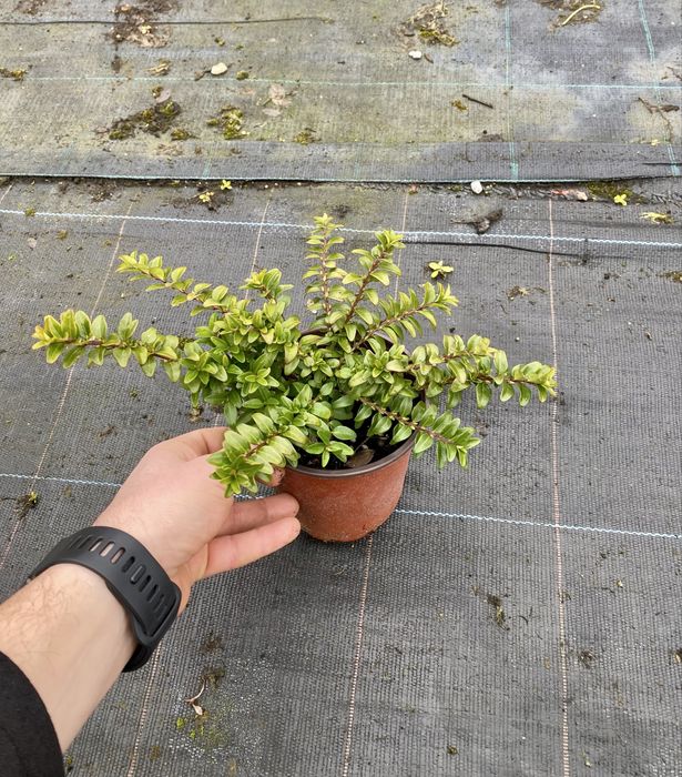 Лоницера нитида Мейгрюн