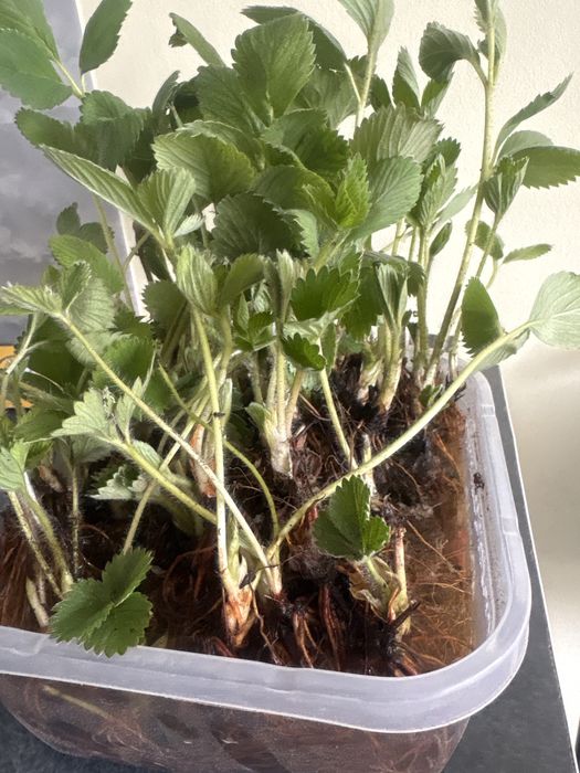 Клубника - рассада