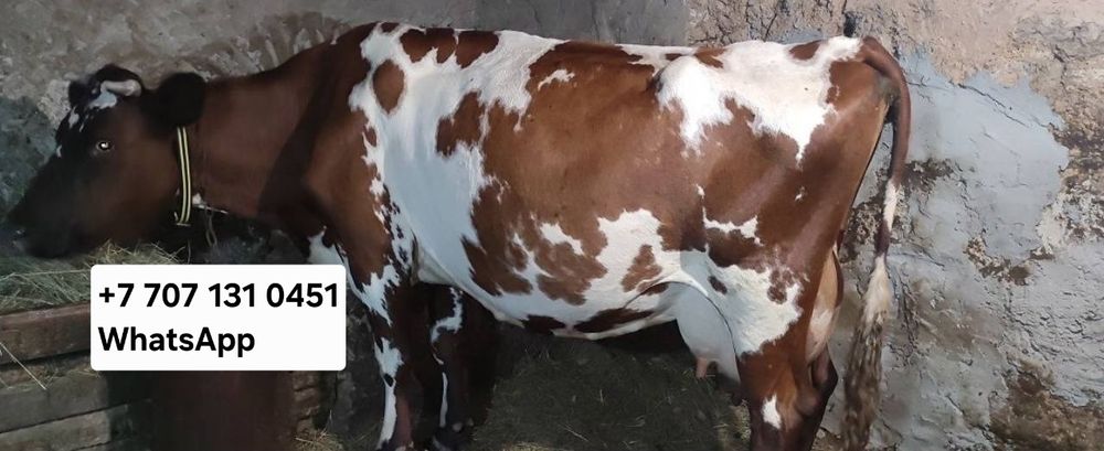 Бұзауы бар сүтті сиыр дойная бірге жаксы