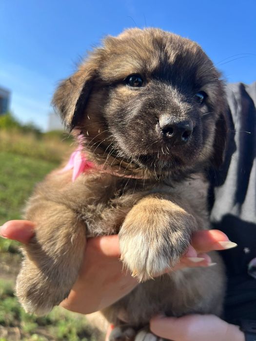 9 puiuți pentru adopție / 3 fete și 6 băieți