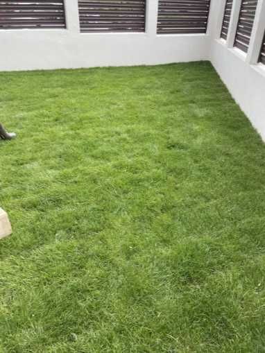 Gazon Rulou si Insamantare