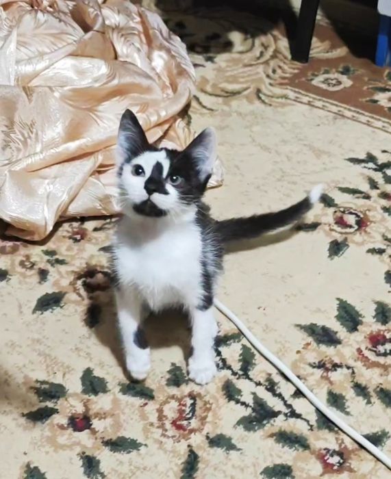 Отдам котёнка в добрые руки.