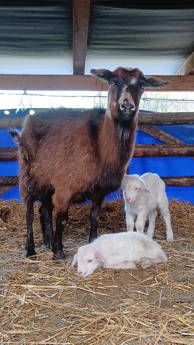 Capre metisi boer saanen cu iezi !