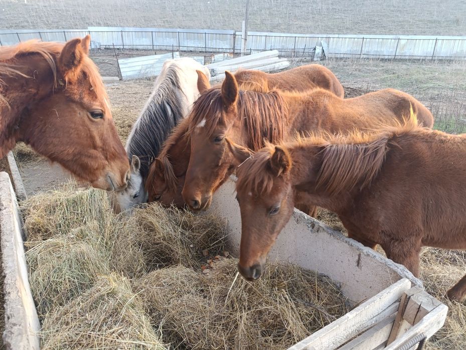 Продам лошадей, 3 кобыла, 2 жеребец