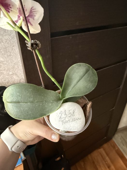 Орхидея фаленопсис