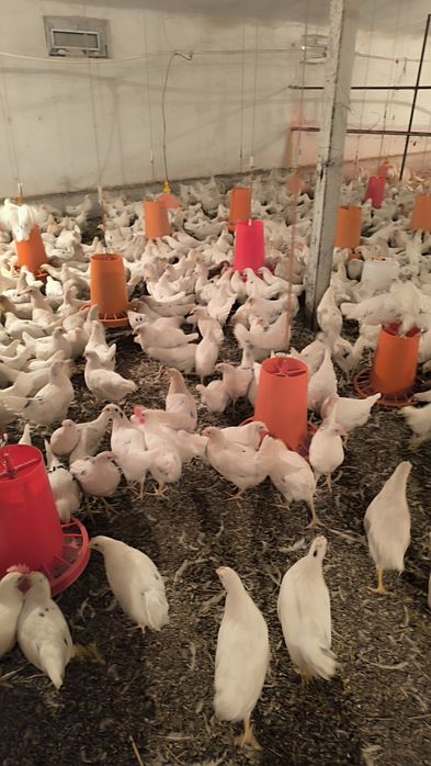 Ser tuxum oq tovuqlar sotiladi