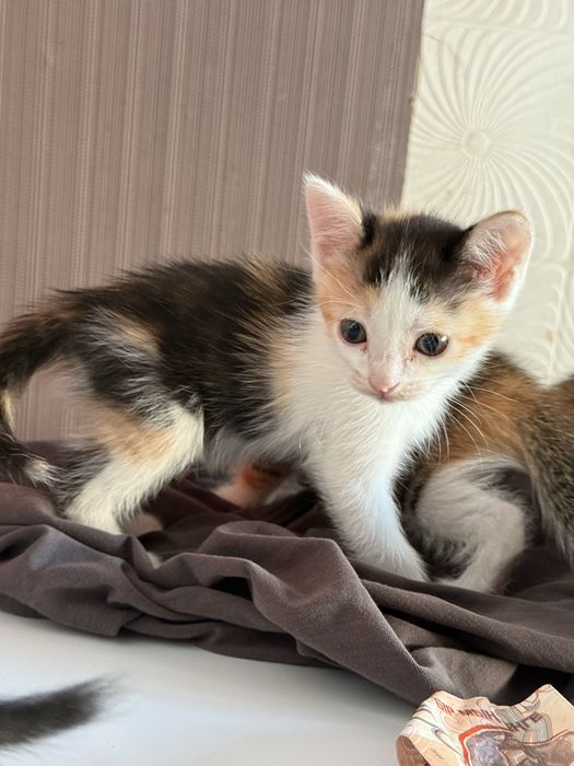 Отдам котят в добрые руки