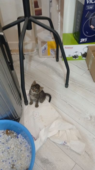 Отдам котёнка в добрейшие ручки
