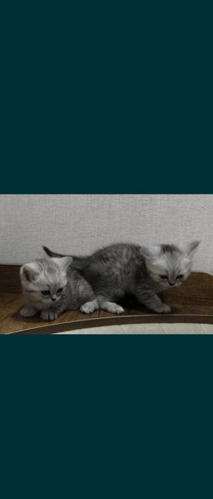 Срочно продаются котята