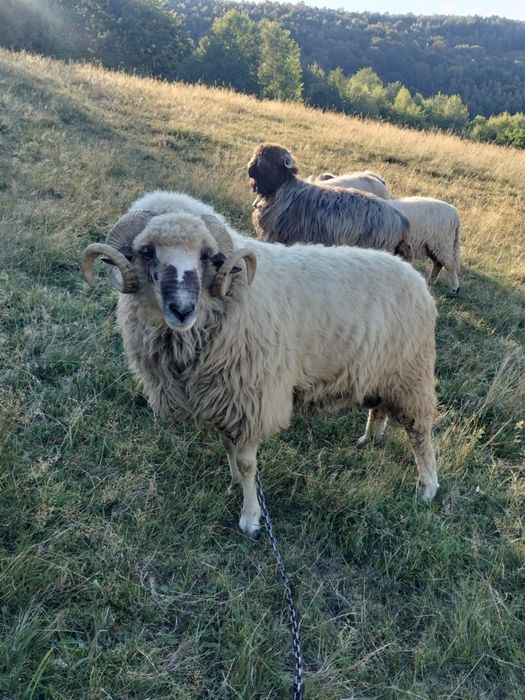 Vând berbec de 3 ani