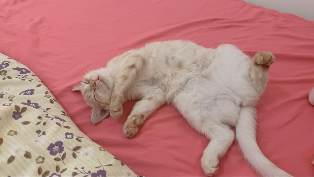 Котенок карамельного цвета