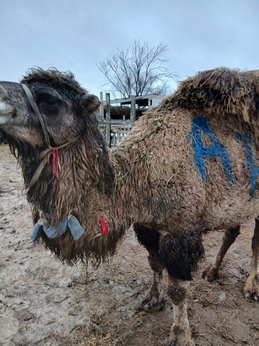 Буаз түйе сатылады .Жуас түйе