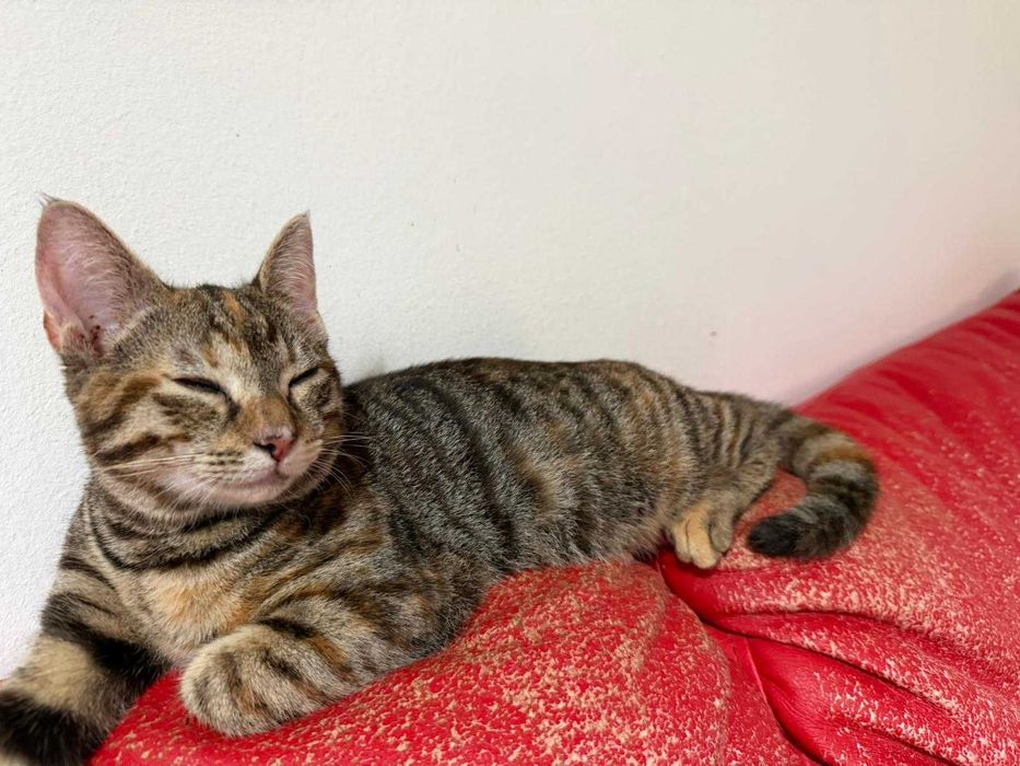 Adoptie pui de pisica fete