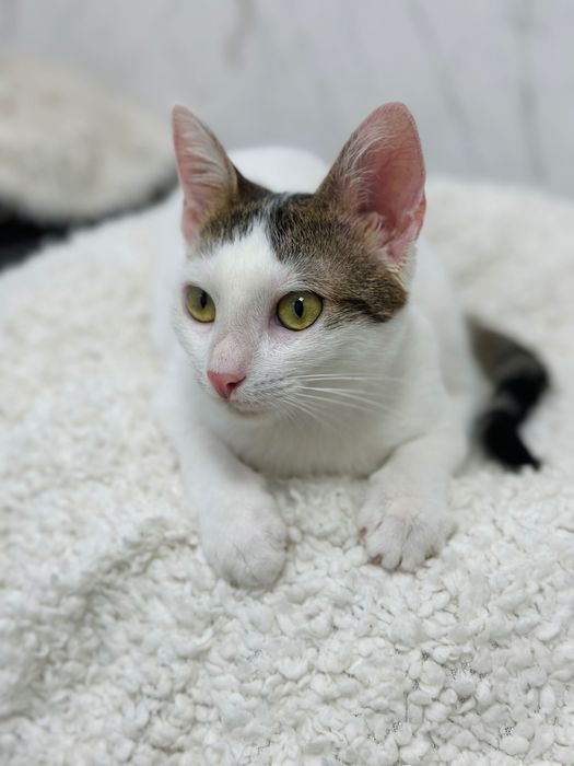 Adopție pisica 6 luni Sterilizata și vaccinata București