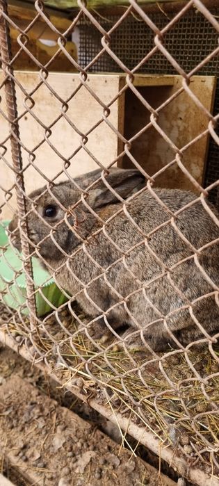 Кролик, қоян сатылады