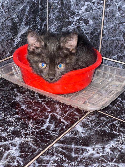 Котенок девочка в добрые руки.