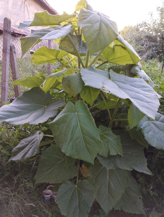 Пауловния томентоса, Рустифина (Rhus typhina)