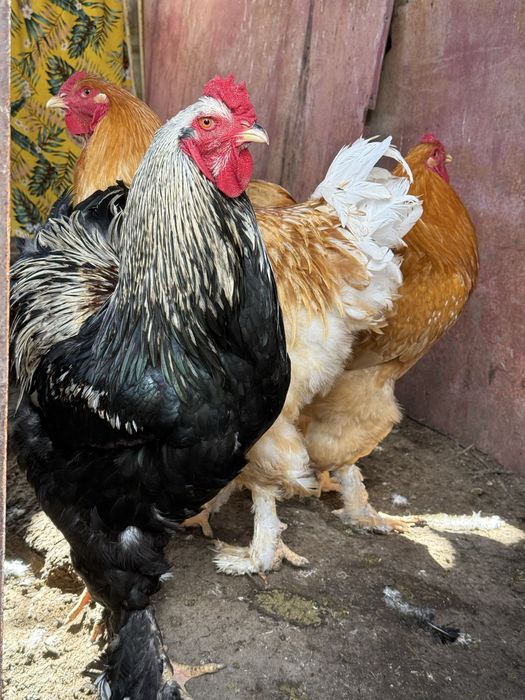 Продаются петухи