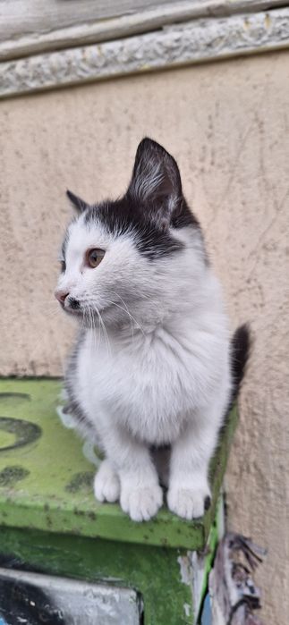Подарявам котенце
