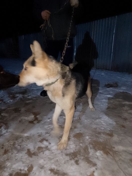 Собака лайка продоно