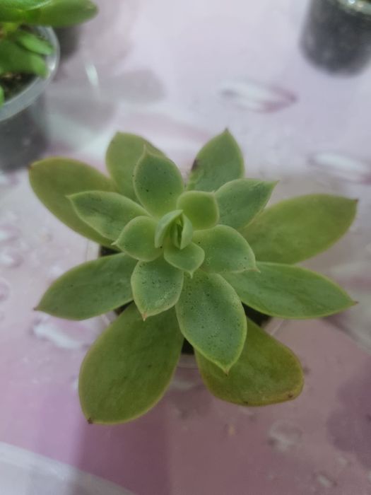 Продам Сукуленты