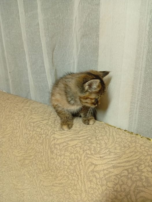 Отдам  Даром  Котят