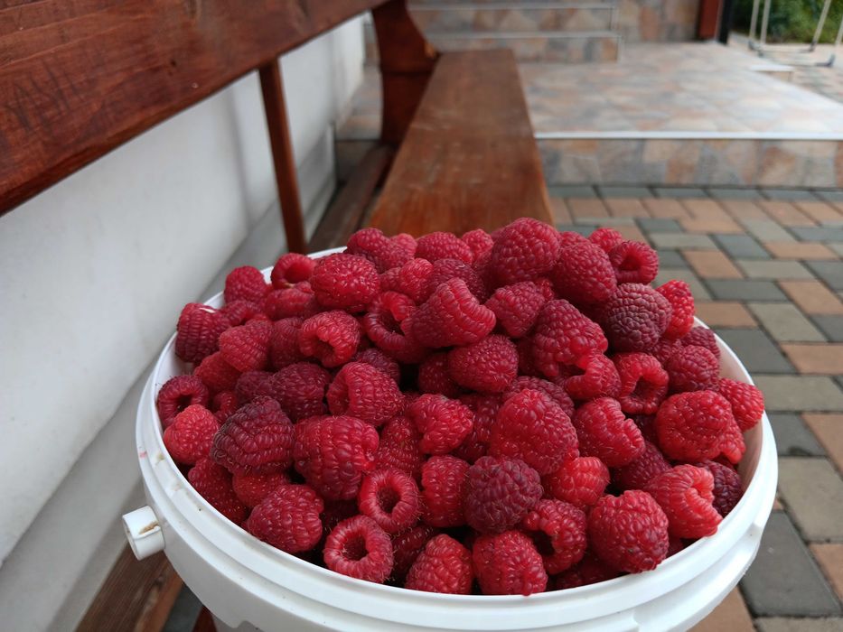 Zmeură aromată de vânzare