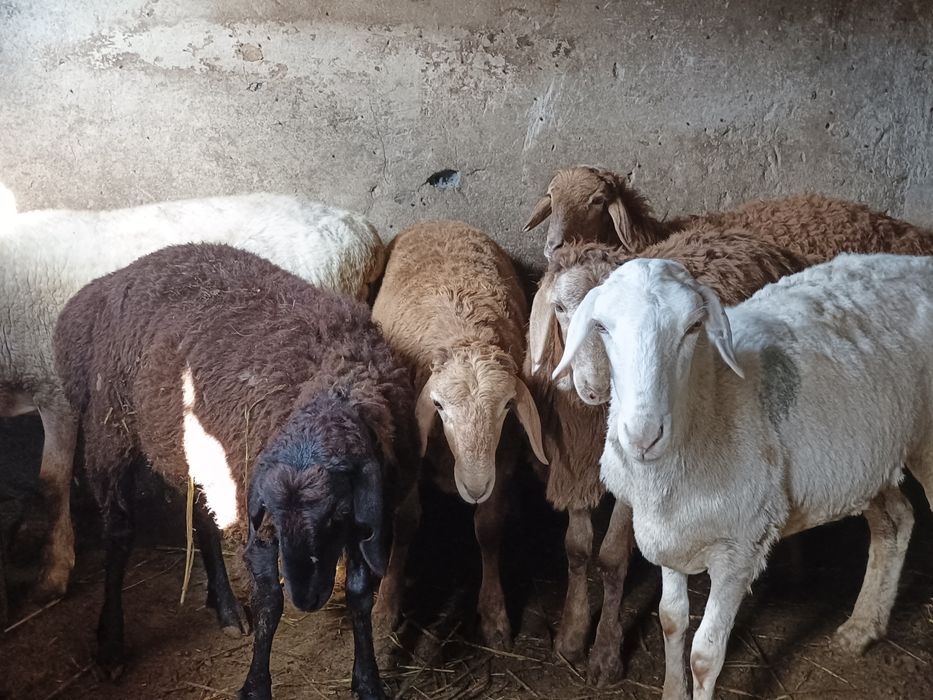Продам тохты 3 галовы