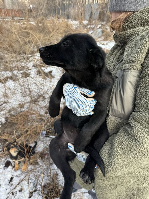 Пристраиваются щенки