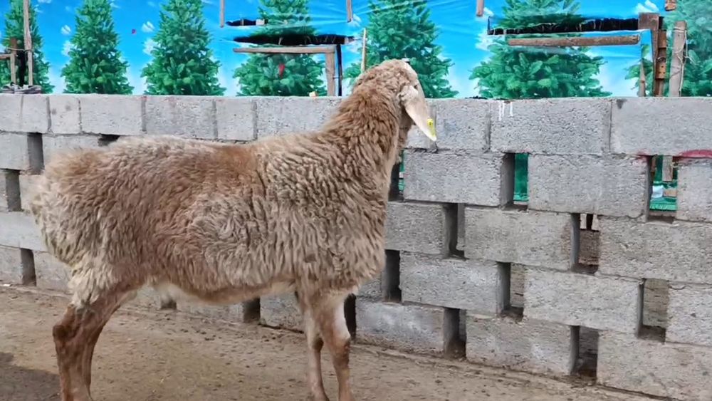 Кузи кочкор сотилади