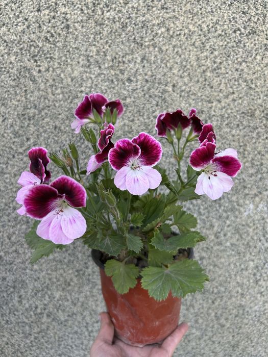 Комнатные цветы