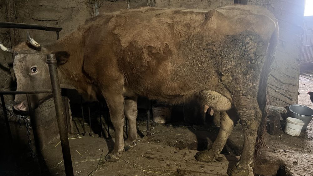 Сиыр сатылады 6 туған