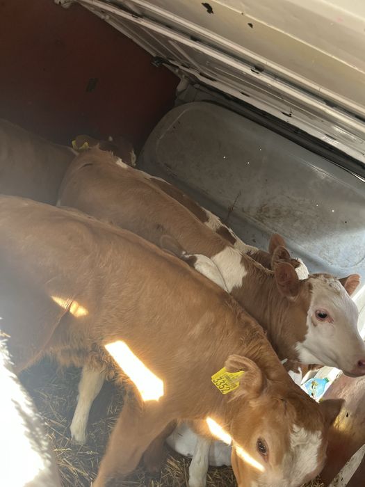 De vanzare vitei 2-10 saptamsnj