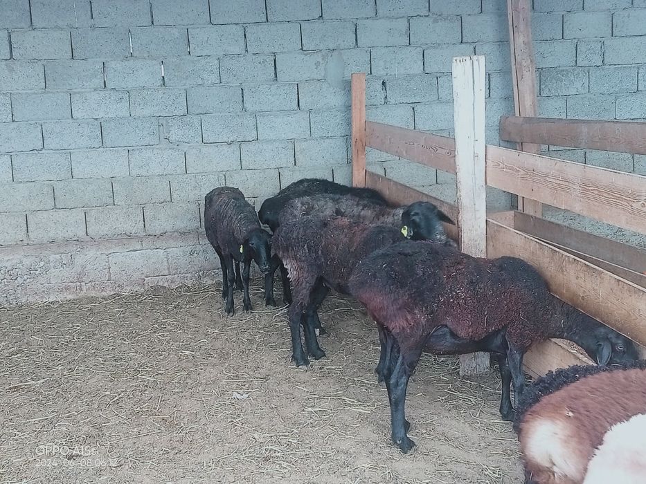 Семіз қои сатылады