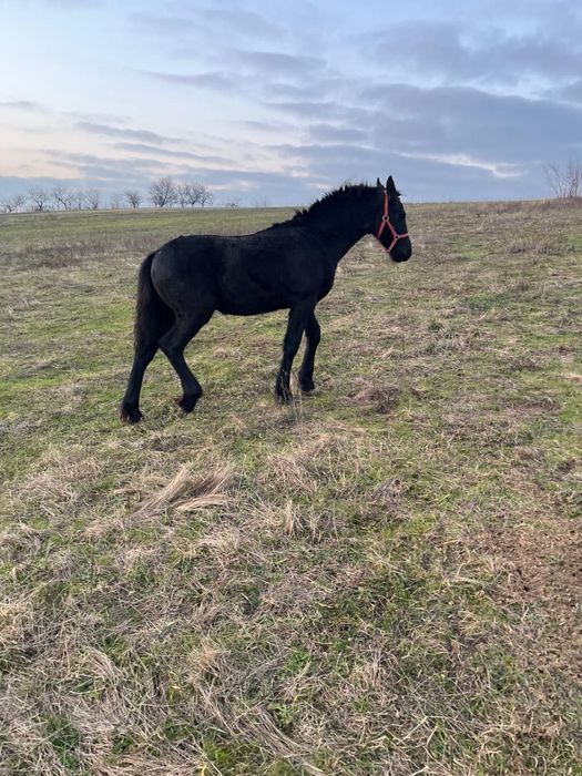 Manza Friesian/Frizian