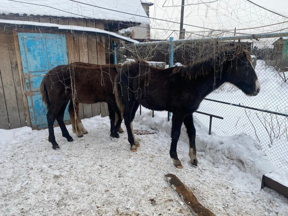 Продам жабагы 3 шт.