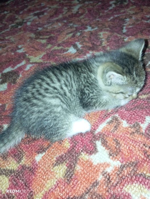 Отдам даром кошечку