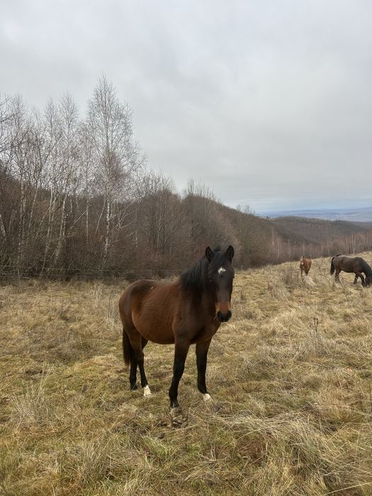 Vând mânz de 2 ani!