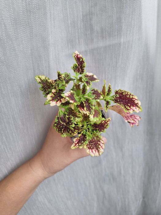 Отростки укорененные