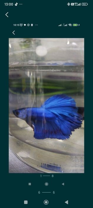 Аквариум с рыбкой петушок