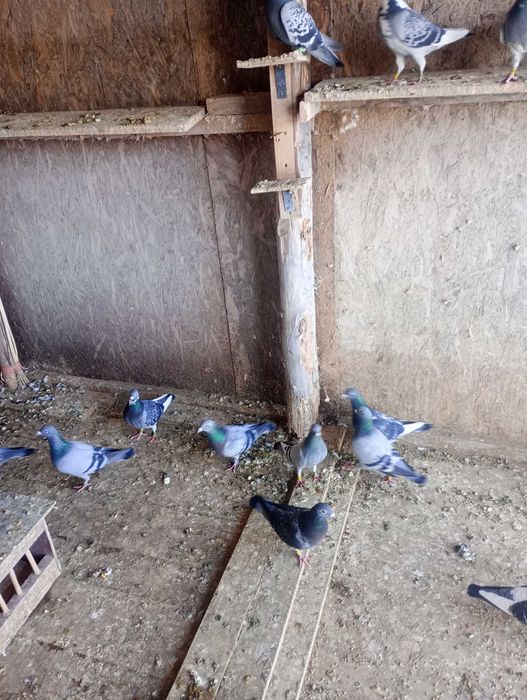 Porumbei voiajori de concurs de toate felurile