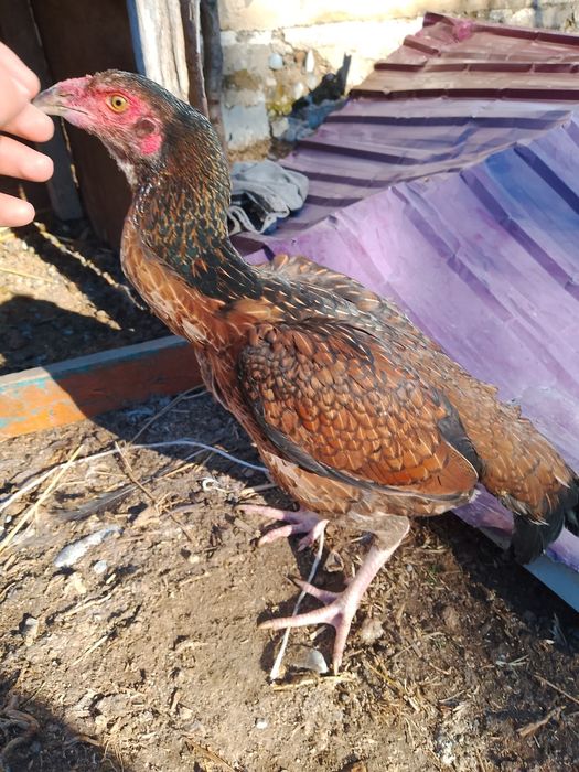 Дакан тауық тар сатлат