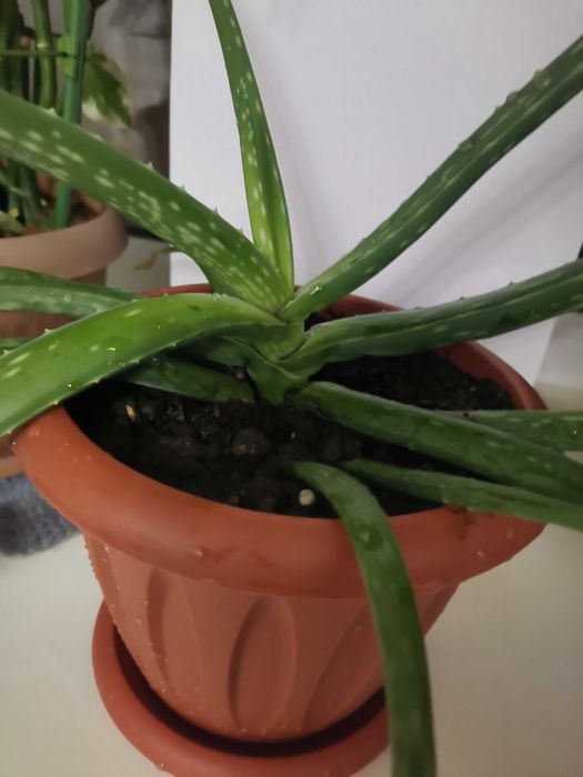 Продам  Алое Вера 3-ёх летний