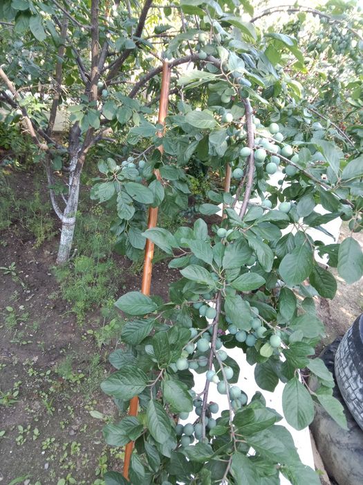 Продам дом 5 комнат гмз