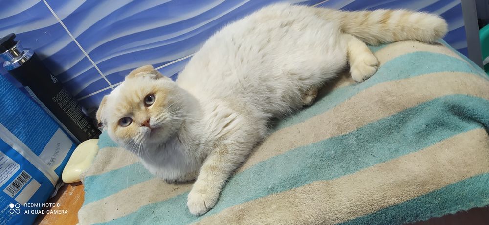 Скотиш страйт и скотиш фолд