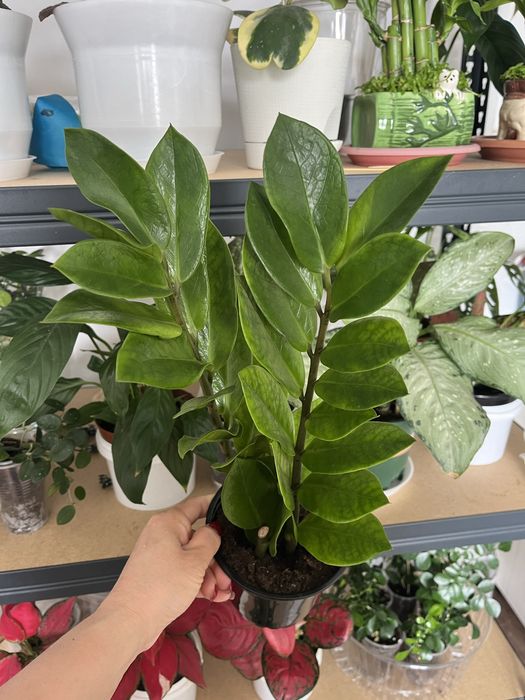 Комнатные растения