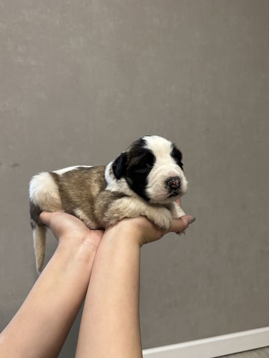 Московская сторожевая БРОНЬ