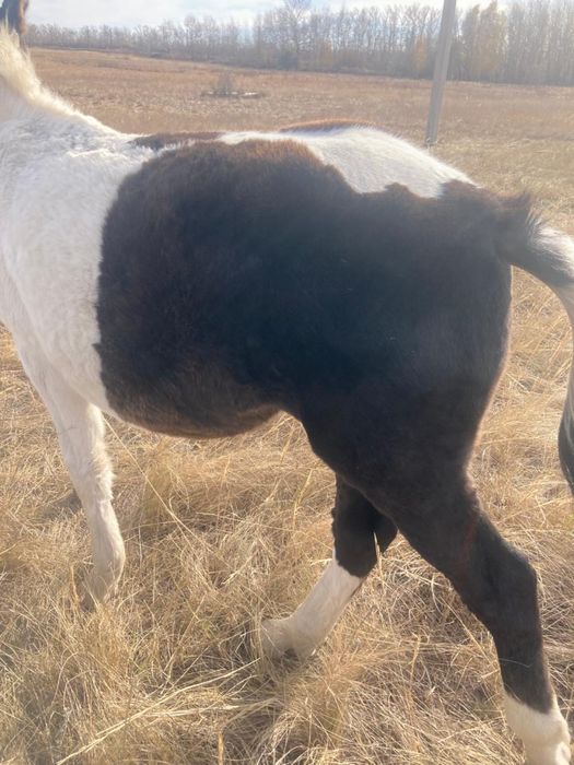 Жабағы  сатылады